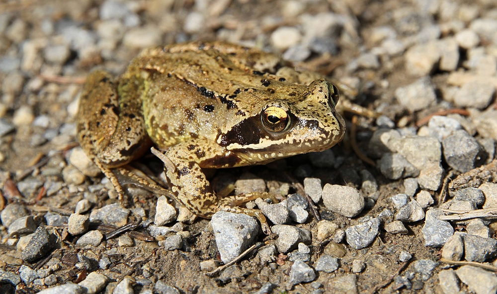 Frosch oder Kröte?