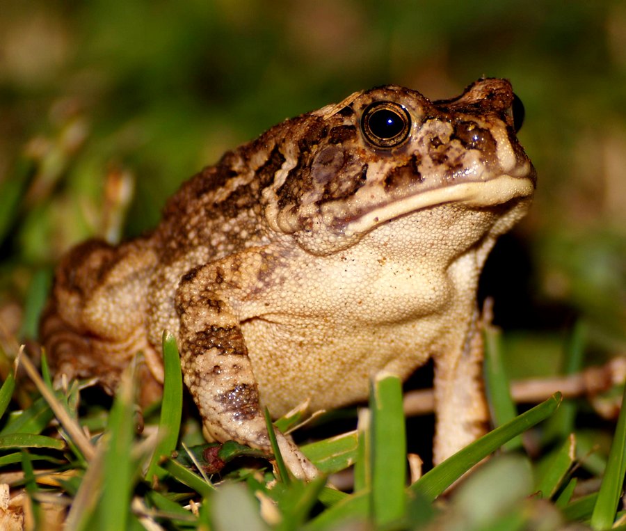 Frosch oder Kröte ?