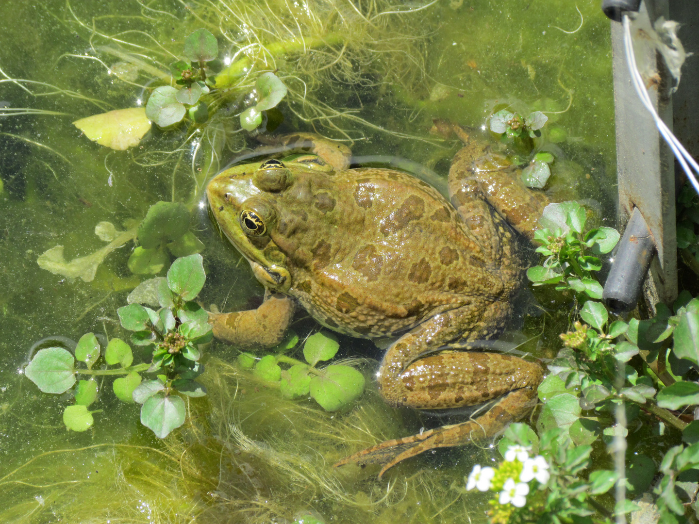 Frosch oder Kröte