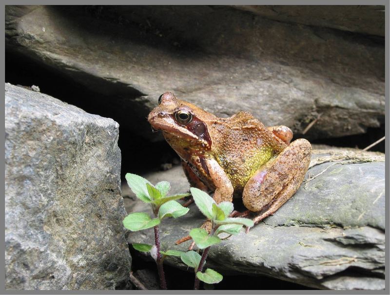 Frosch oder Kröte?