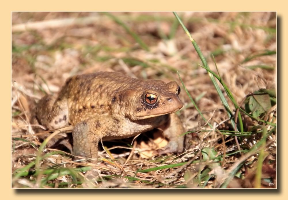 Frosch oder Kröte ?