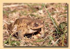 Frosch oder Kröte ?