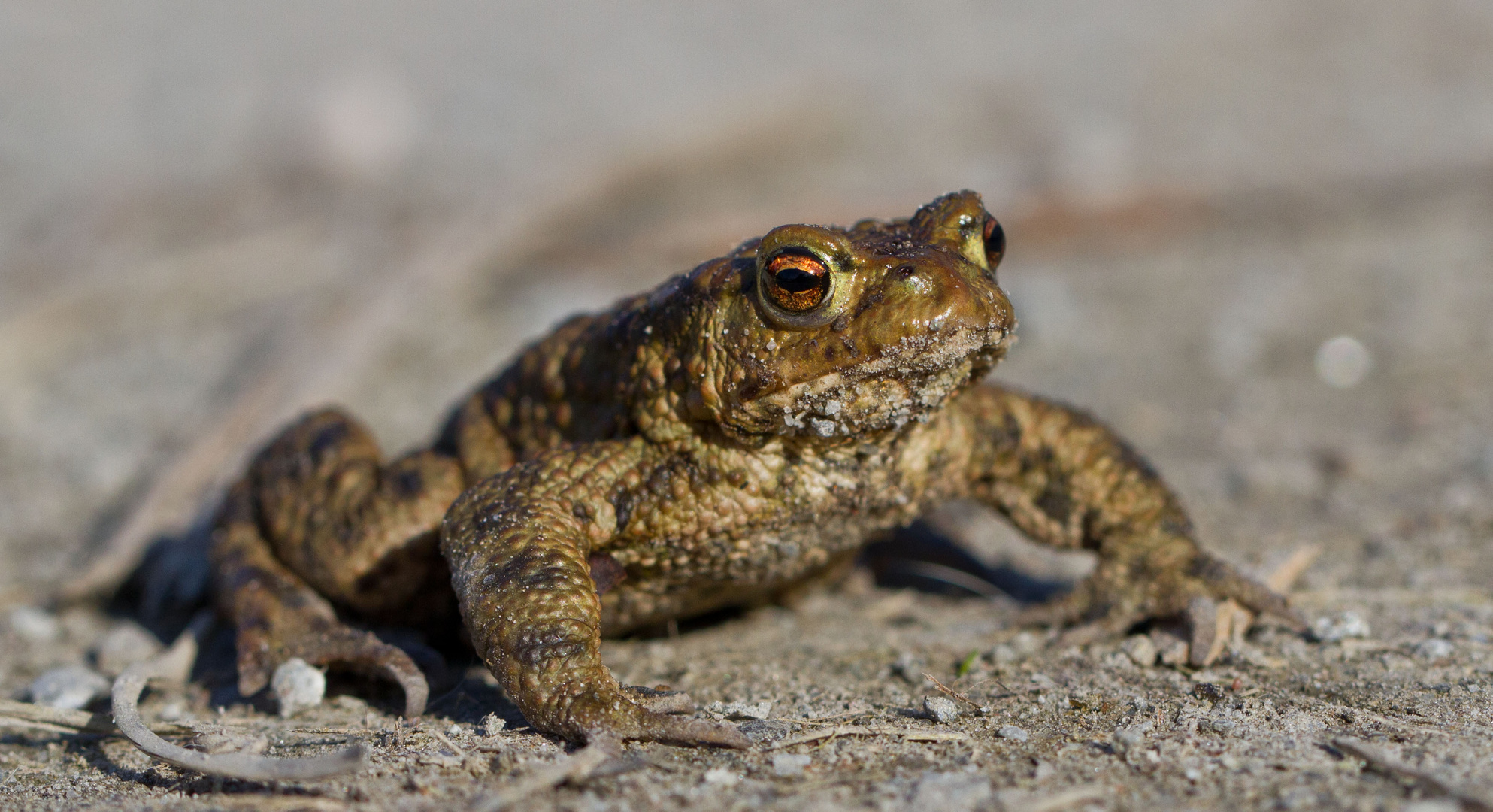 Frosch oder Kröte