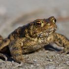 Frosch oder Kröte