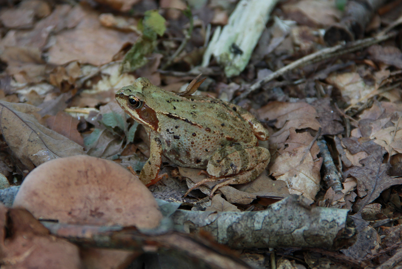 Frosch oder Kröte