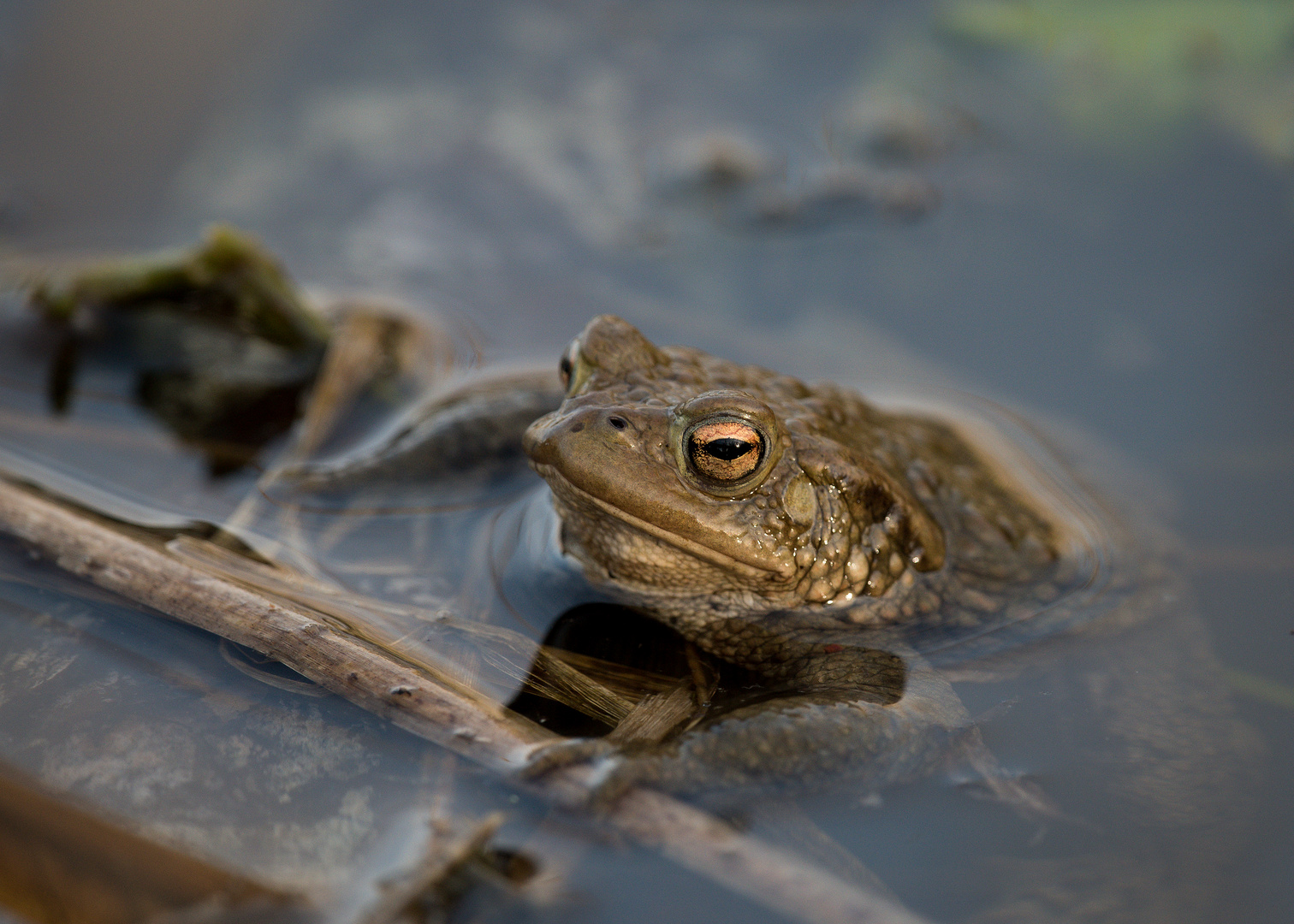 Frosch oder Kröte am Federseee Foto & Bild tiere, wildlife, amphibien