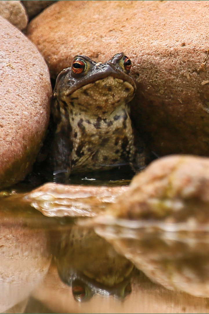 Frosch oder Kröte?