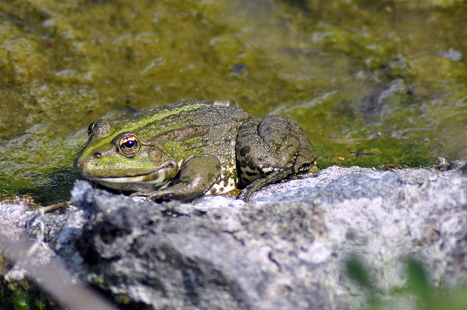 Frosch oder Kröte ?