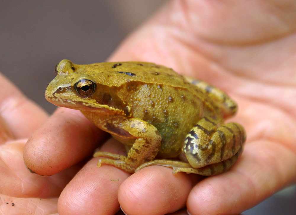 Frosch oder Kröte ?