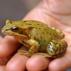 Frosch oder Kröte ?