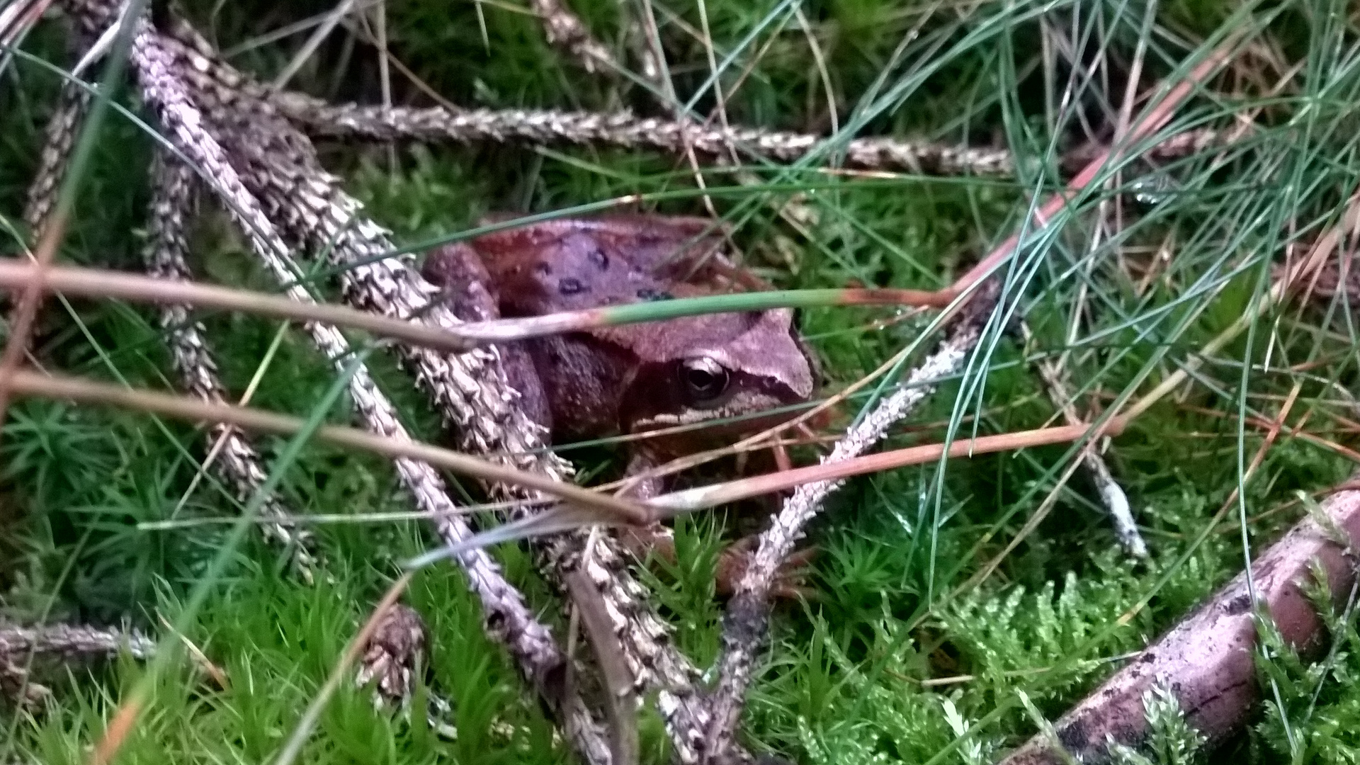 Frosch oder Kröte