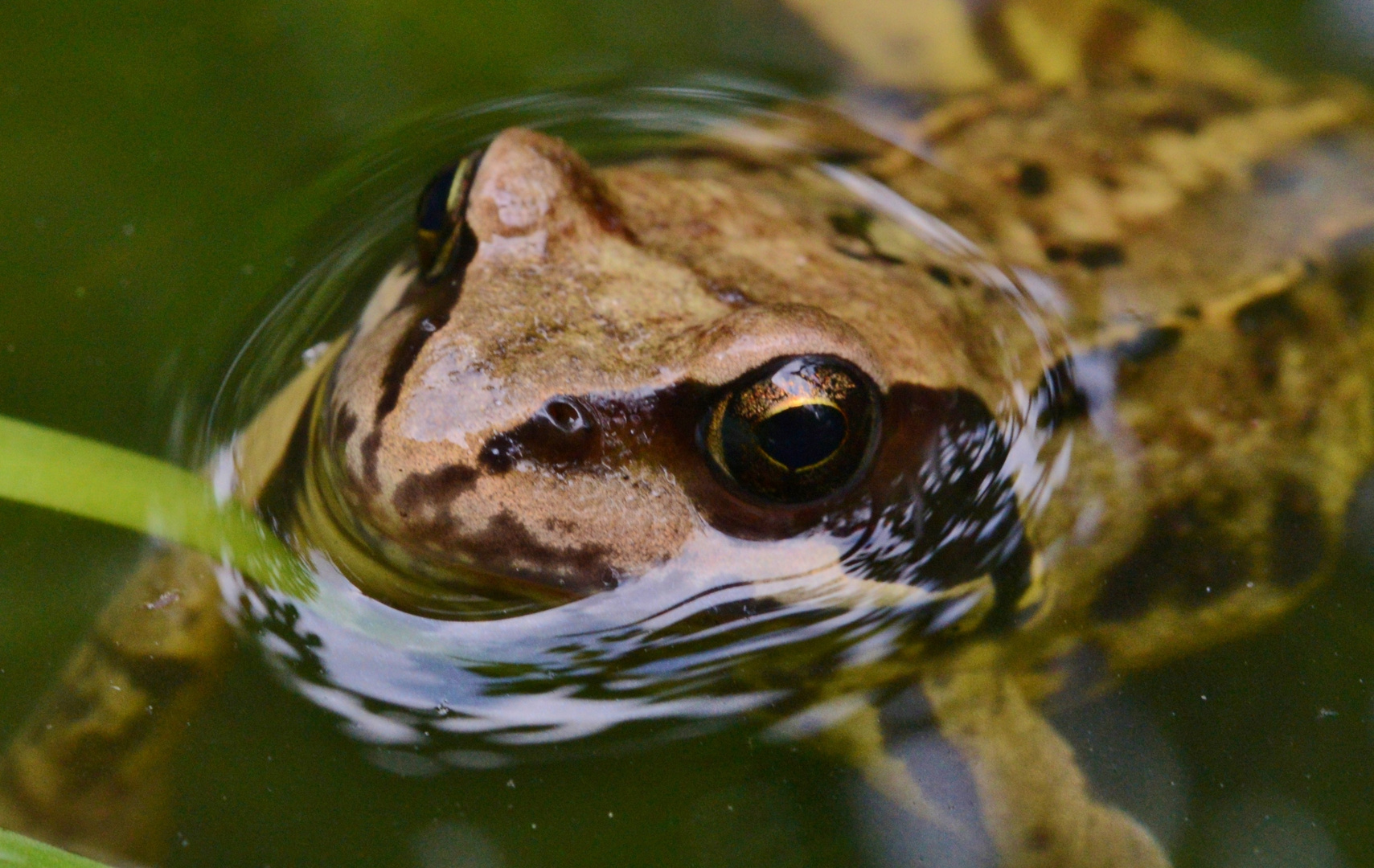 Frosch oder Kröte?