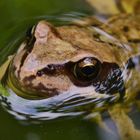 Frosch oder Kröte?