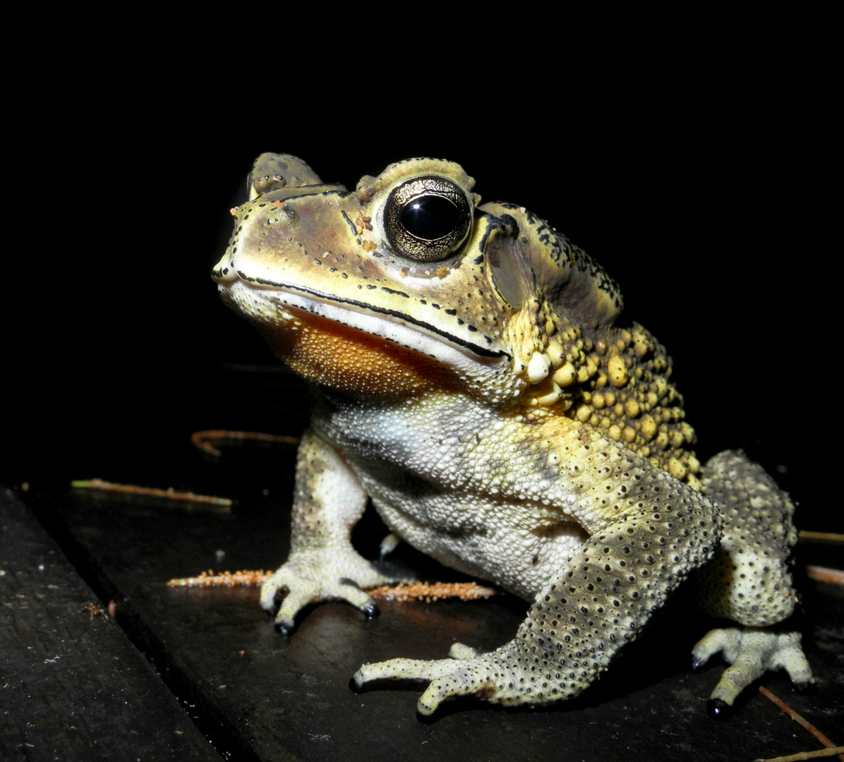 Frosch oder Kröte, Gattung mir unbekannt