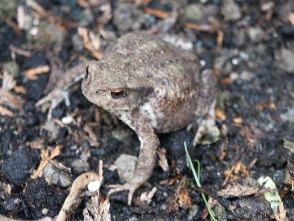 frosch oder Kröte im Garten (gereizt)