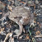 frosch oder Kröte im Garten (gereizt)