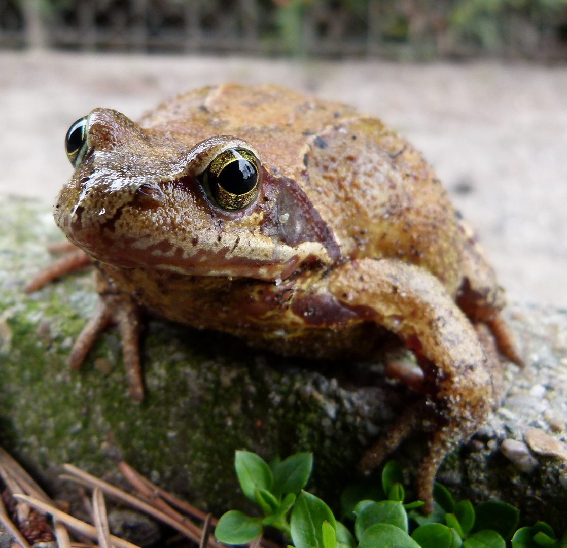 Frosch oder Prinz ?