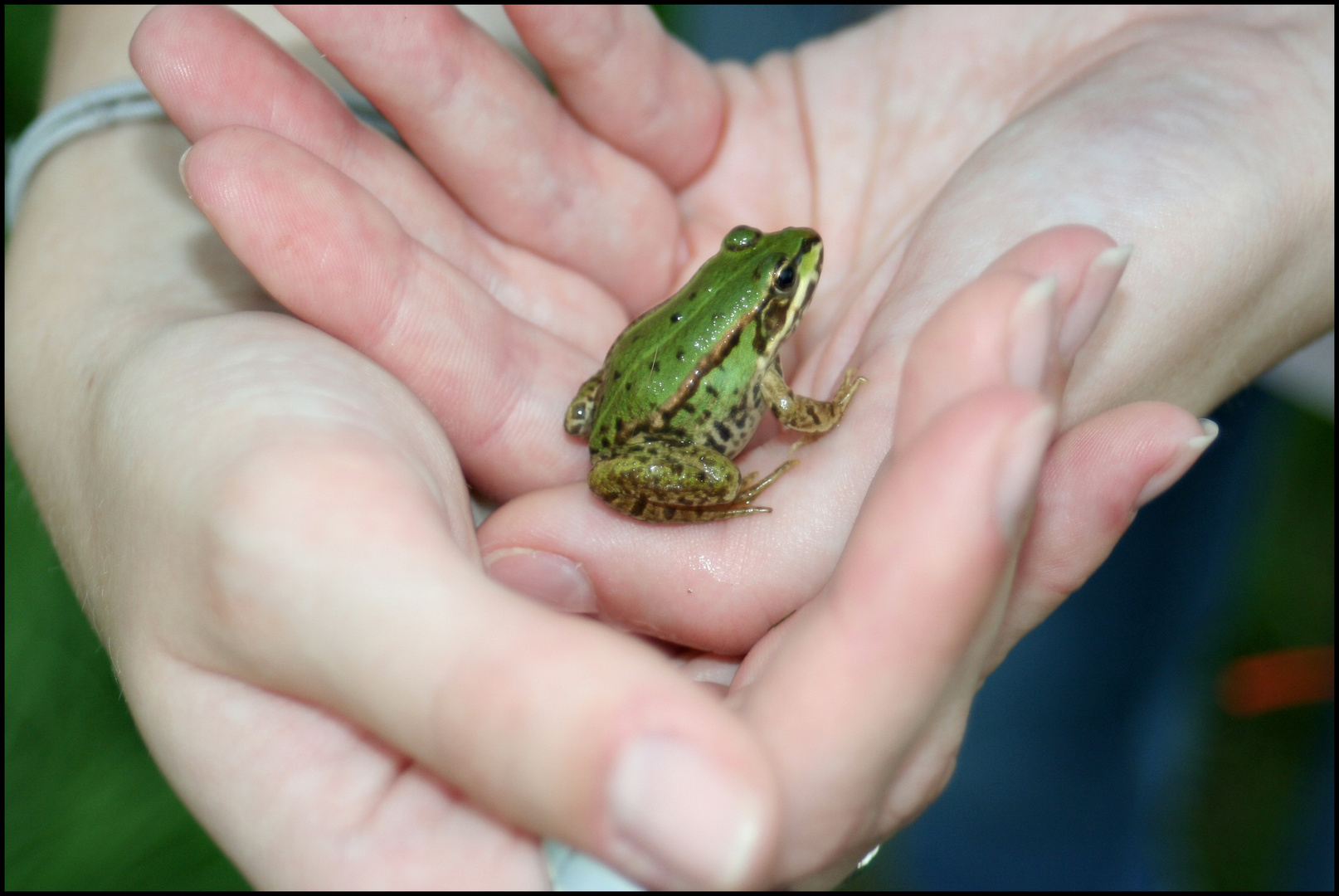 Frosch oder Prinz?