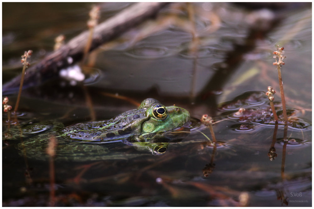 Frosch oder sowas