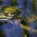 Frosch ohne Blatt