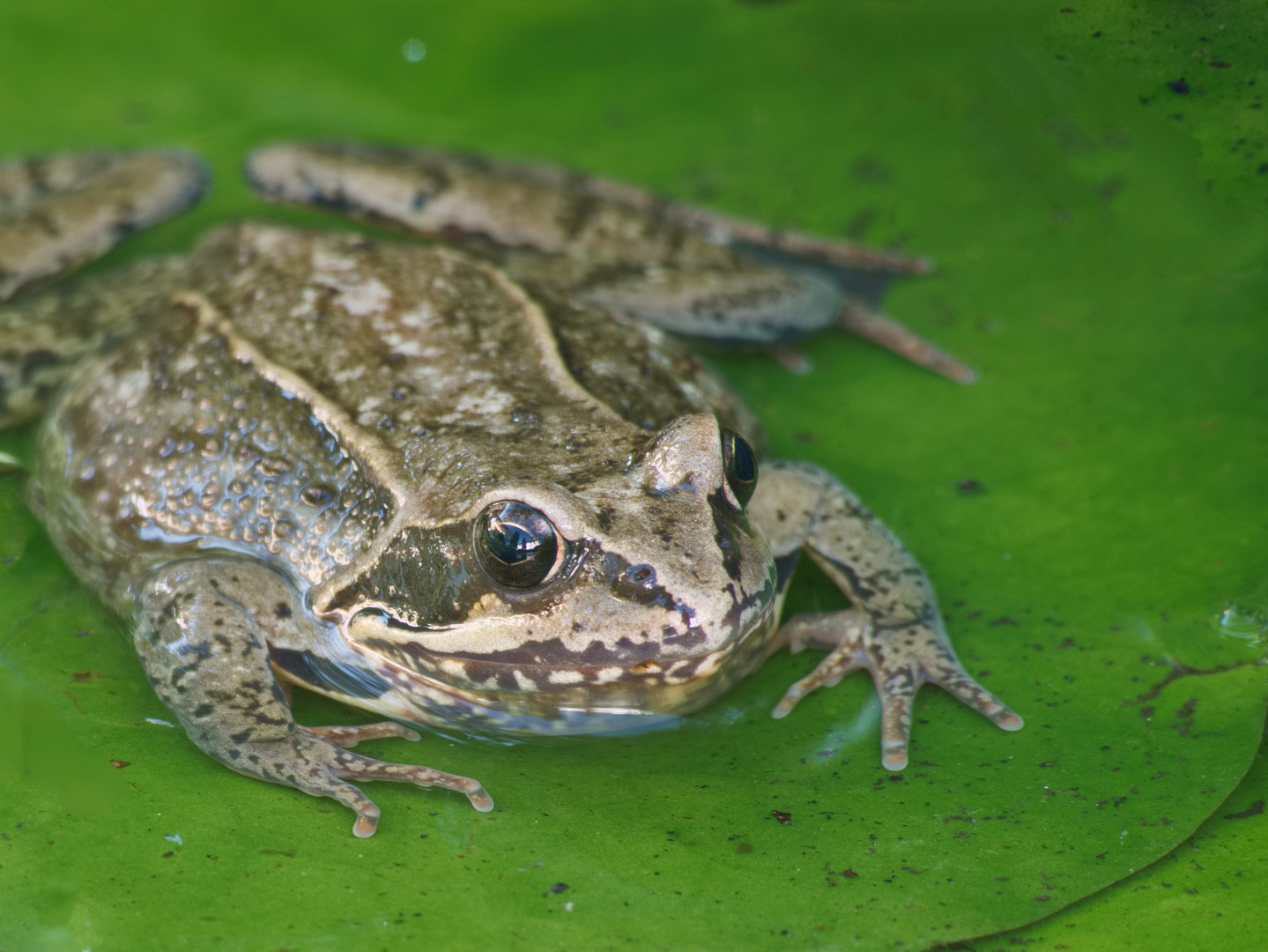 Frosch  P1330018-1