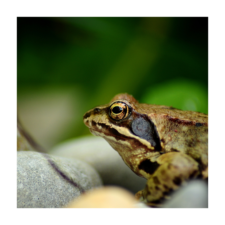 frosch perspektive