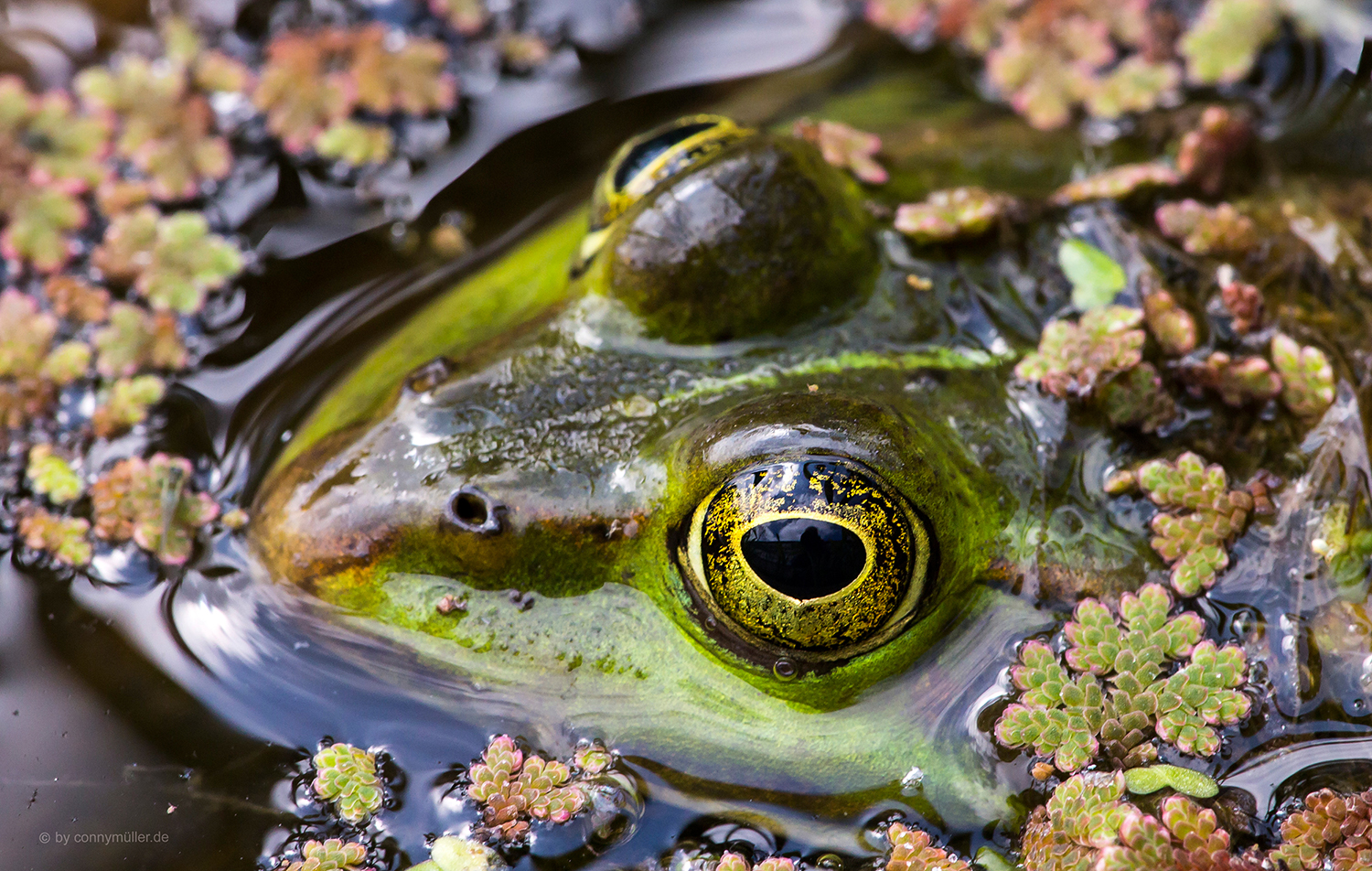 Frosch-Perspektive