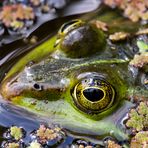 Frosch-Perspektive