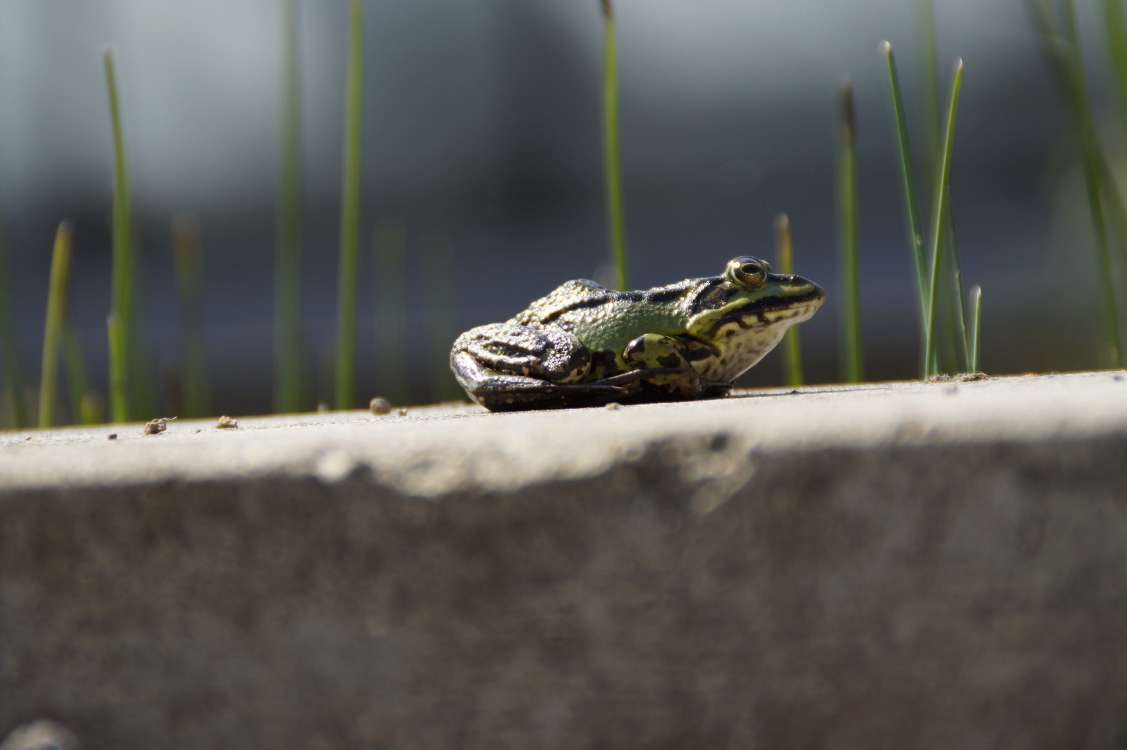 Frosch Perspektive