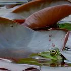 Frosch Perspektive auf Seerosenblatt