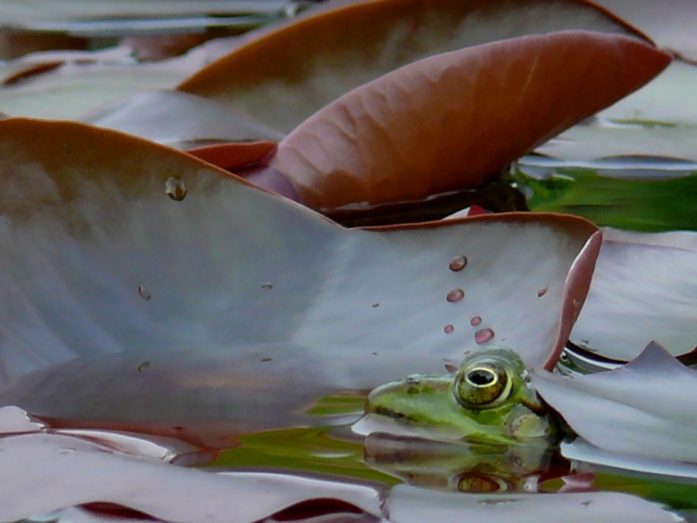 Frosch Perspektive auf Seerosenblatt