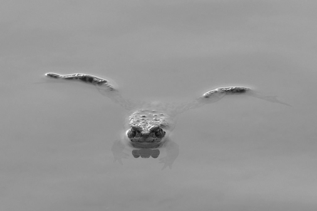 Frosch- Perspektive