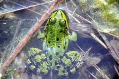 Frosch "Petit Carmague"