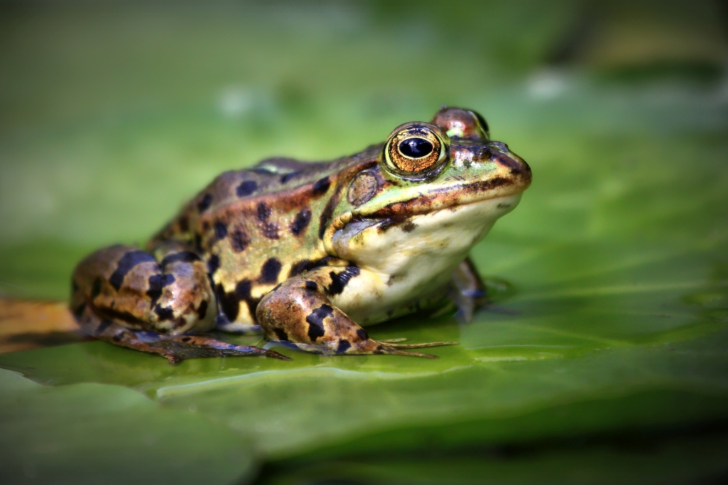 Frosch Portrait