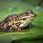 Frosch Portrait