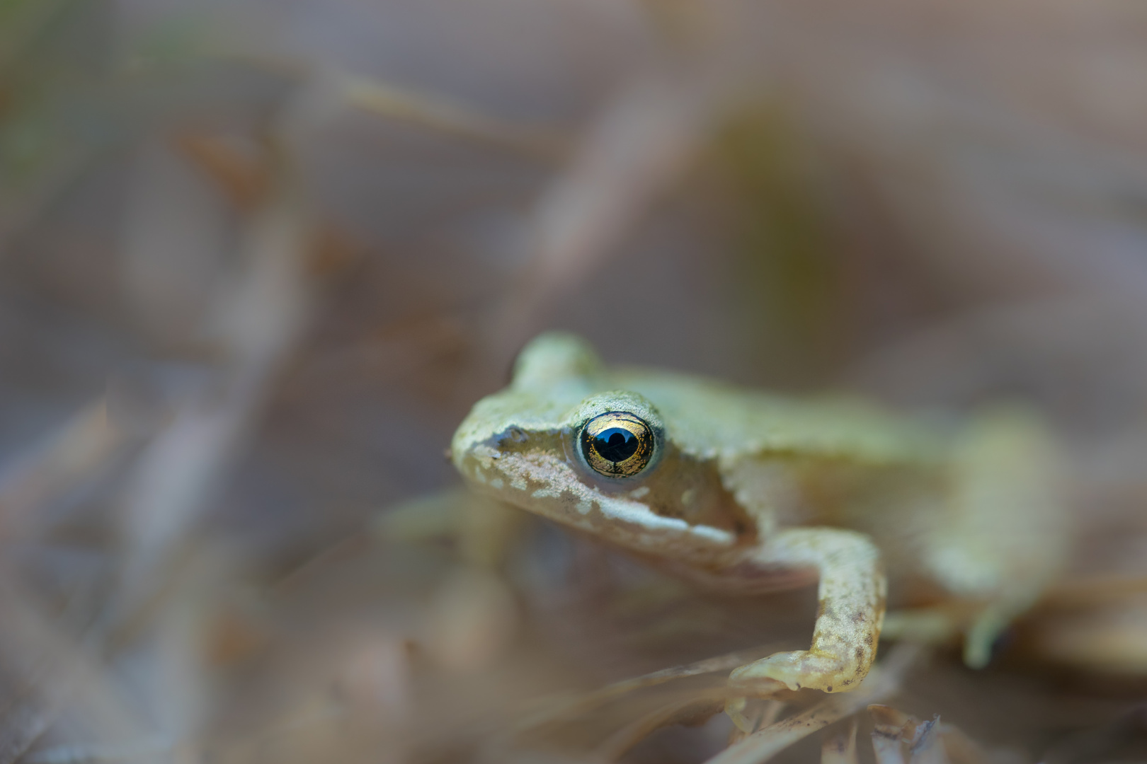 Frosch-Portrait