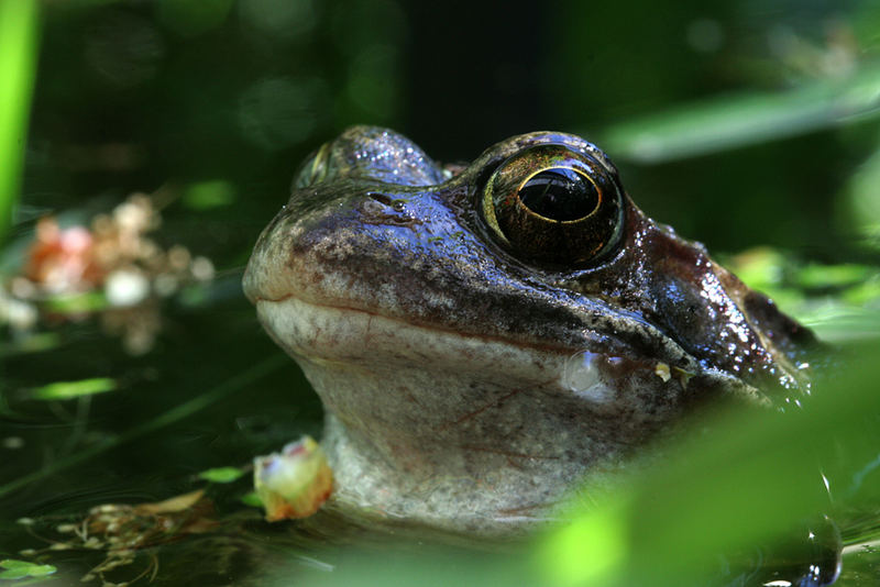 Frosch-Portrait