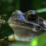 Frosch-Portrait