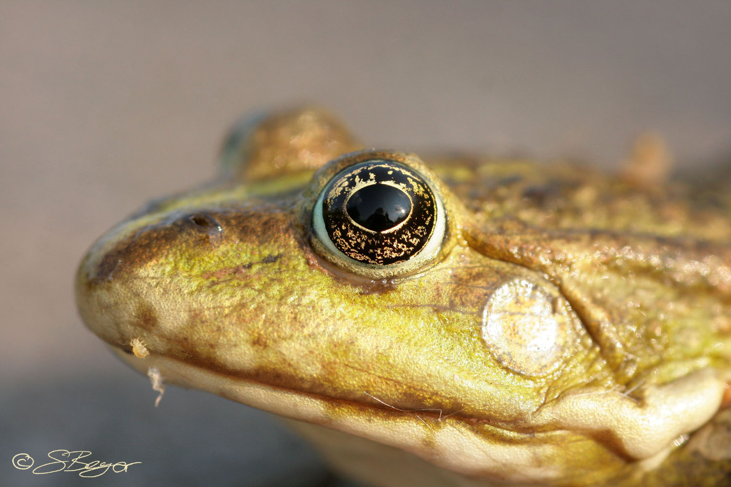 Frosch-Portrait