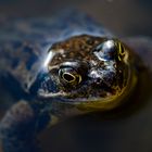 Frosch-Portrait