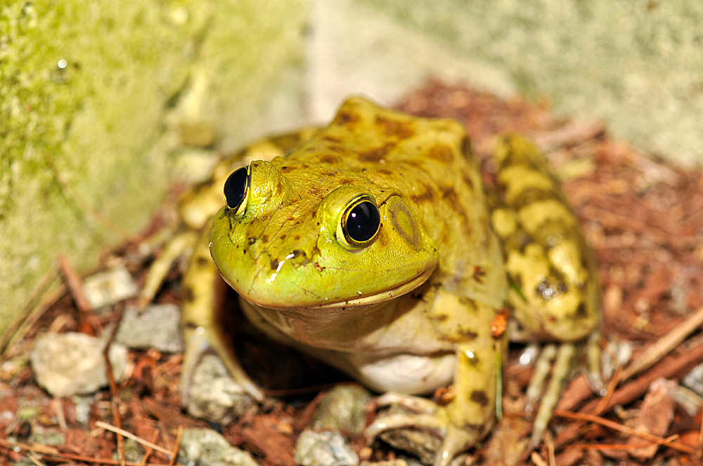 Frosch Portrait