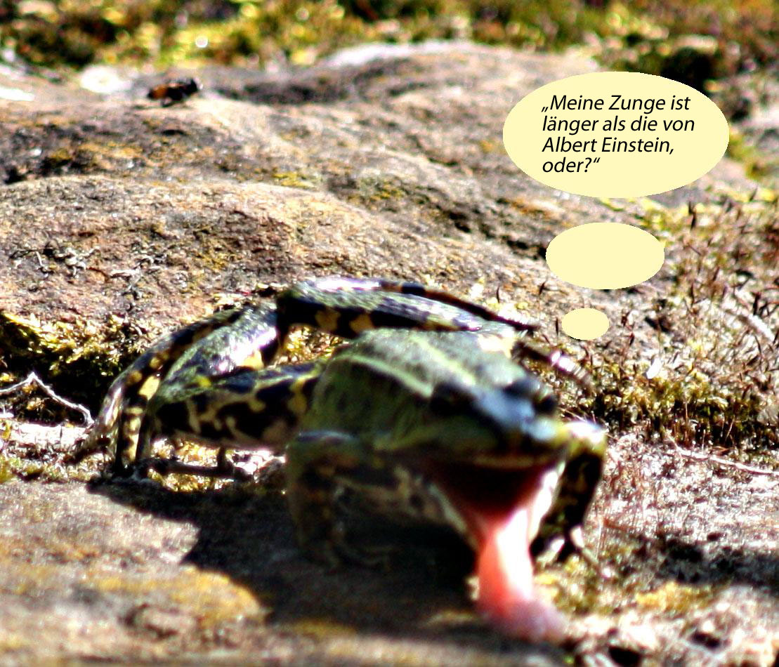 Frosch präsentiert seine Zunge
