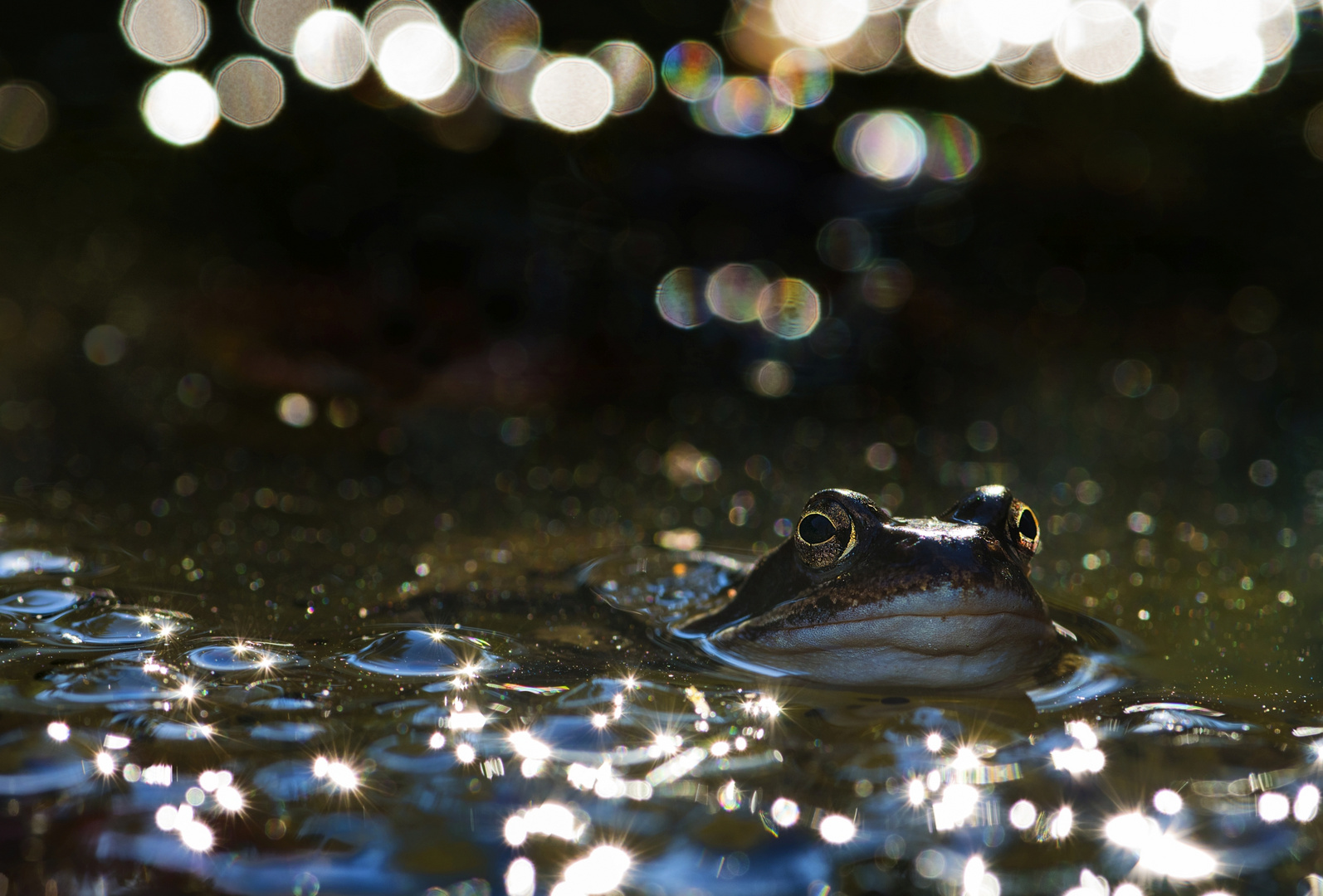 Frosch-Prinz mit tanzenden Lichtern