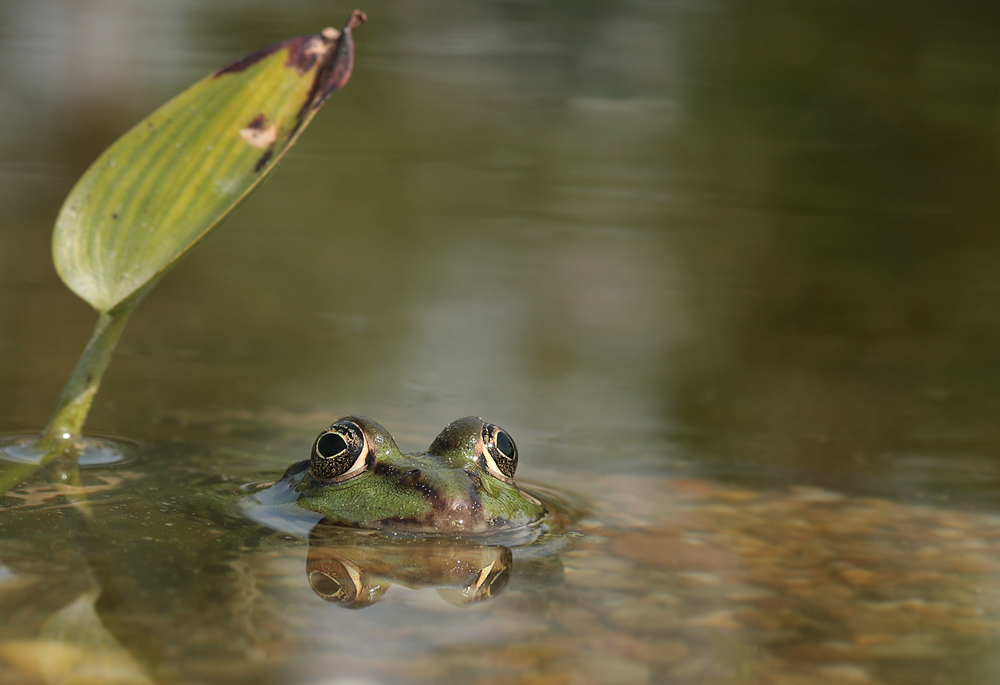 frosch-prinzessin