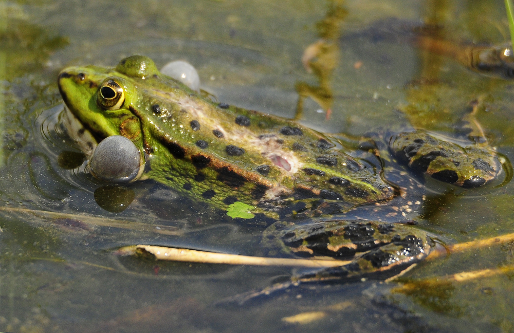 Frosch quacken