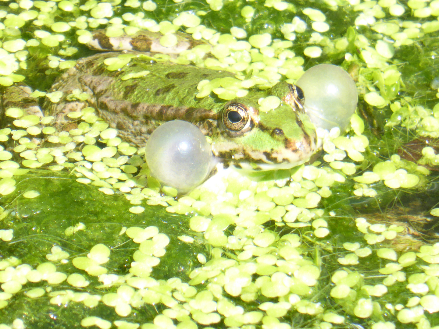 Frosch quakt