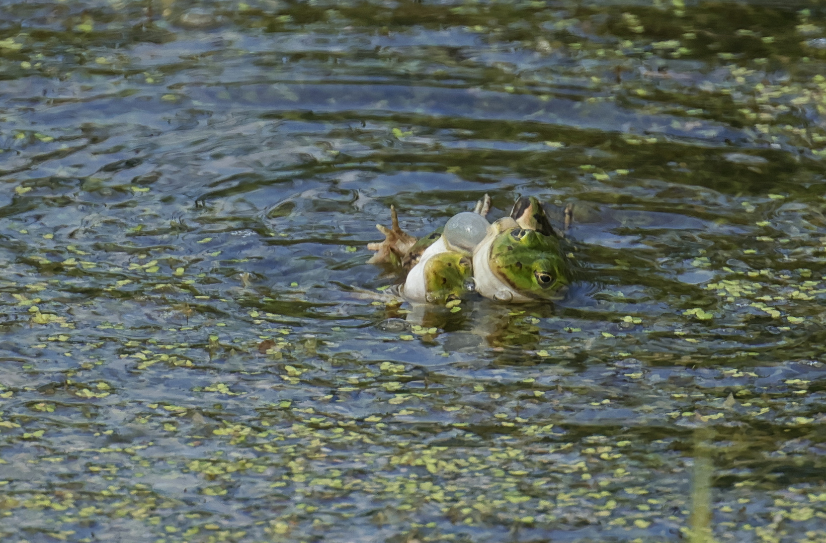 Frosch Ringkampf