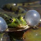 Frosch ruft sein Weibchen