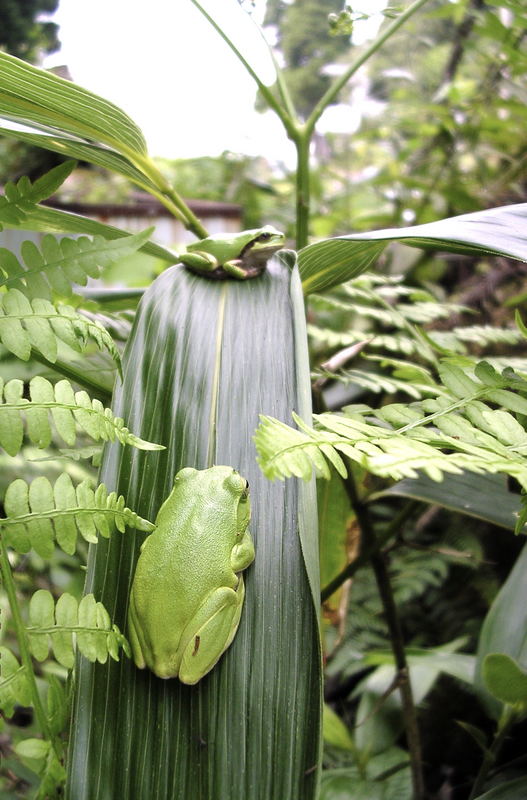 Frosch Rutsche