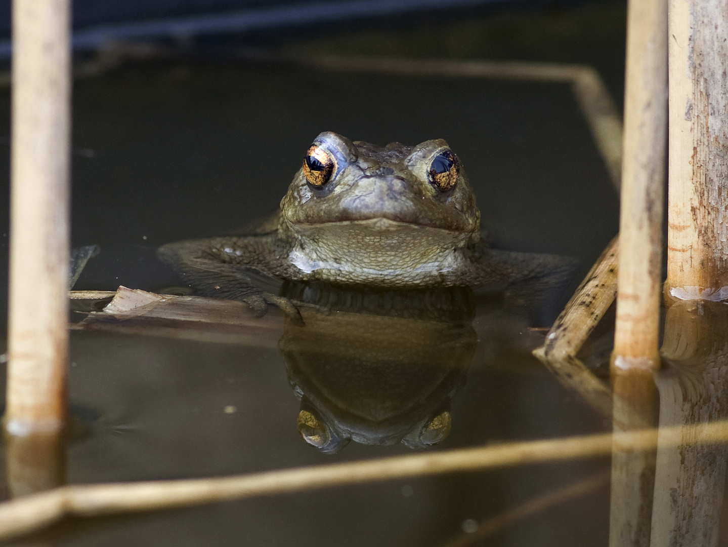 Frosch sagt gutes Wetter.